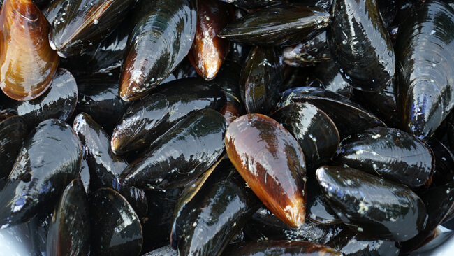 freshly caught mussels